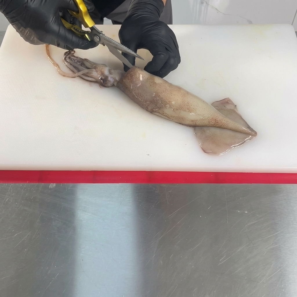 白いまな板の上に置かれた生のイカを、手袋をはめた手がキッチンバサミで真ん中から切り開いている様子。