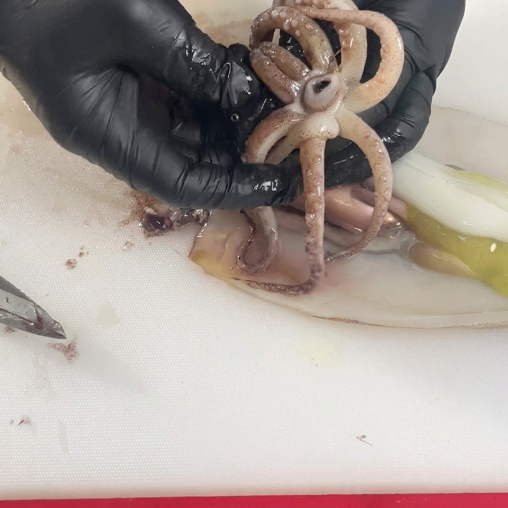 手袋をはめた手が、生のイカのゲソ(触手)を広げて中央から硬い口の部分を取り出している様子。
