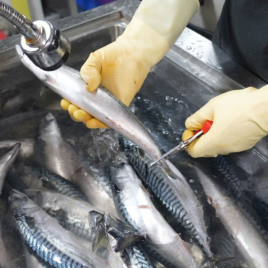 流水の下でキッチンバサミを使い、鯖の尾ひれを丁寧に切り落としている様子。