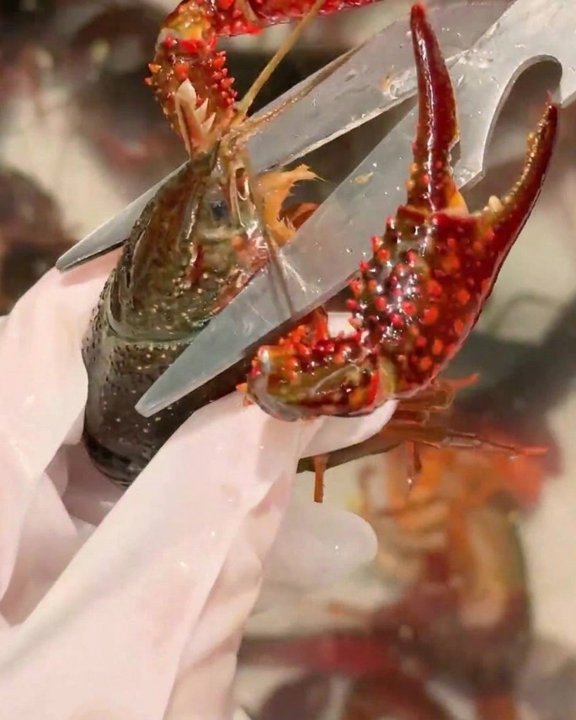 キッチンバサミを使ってザリガニの頭を切り落とす様子