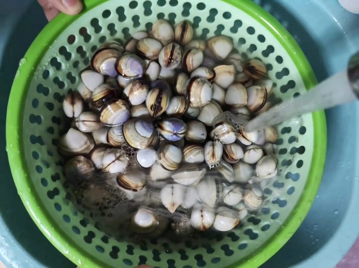 緑色のザルに入った新鮮なアサリを水道の流水で洗い、汚れを落としているところ。